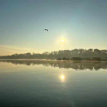 Swan Belgrade