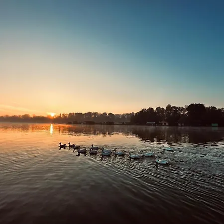 Swan